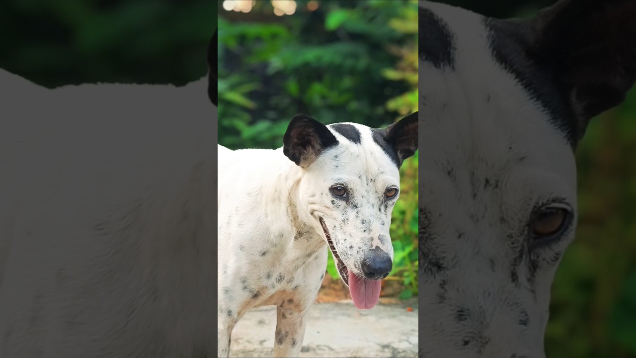 Jo bhi #dogshorts #dogcoach #doglove #dog #dogs #doglife #shorts #dogowner #pets #puppy #animals