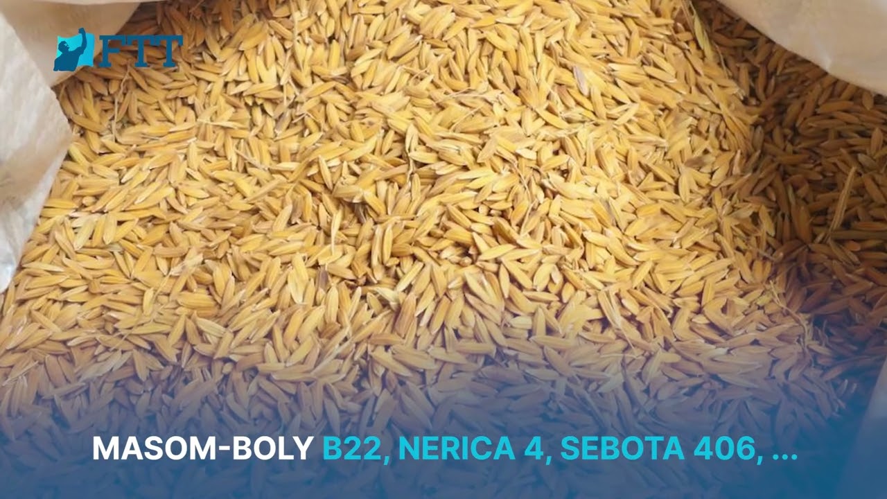 Fampiofanana - Fambolena vary an-tanety (FTT)