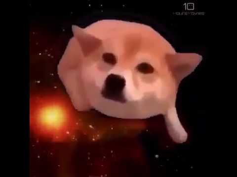 space-doggo-10-hours