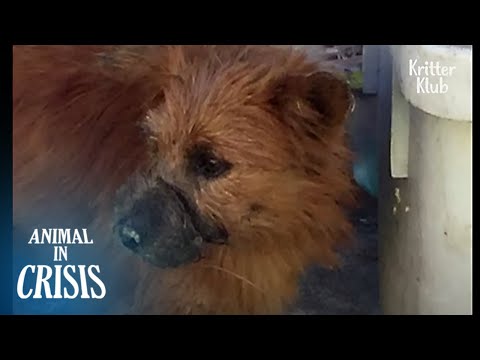 Mouth Tied Shut By Fishing Line, Unable To Eat A Thing Since | Animal In Crisis EP269