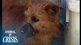 Mouth Tied Shut By Fishing Line, Unable To Eat A Thing Since | Animal in Crisis EP269