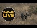 safariLIVE - Sunrise Safari - July 29, 2018