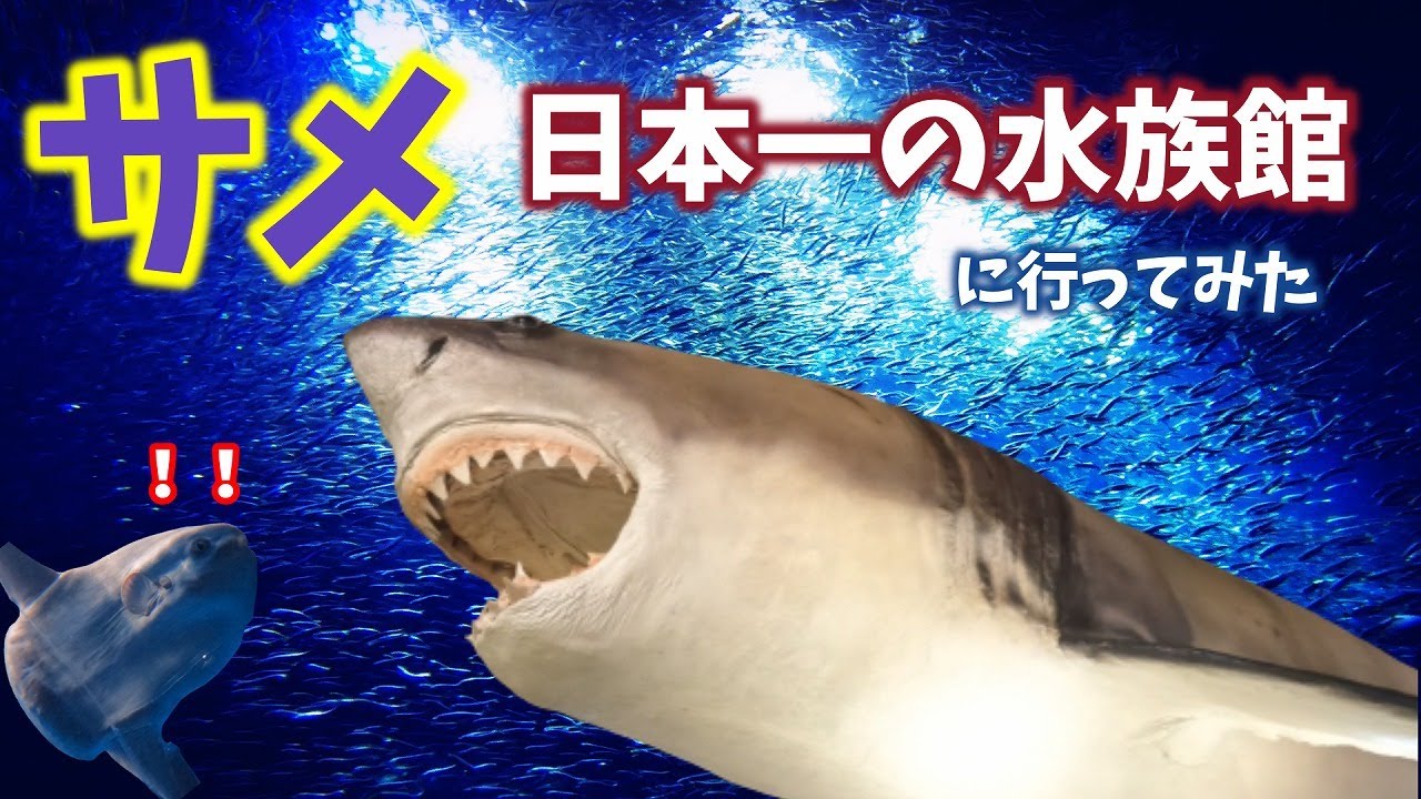 サメ日本一の水族館へ行ってみた【アクアワールド茨城県大洗水族館】 - YouTube