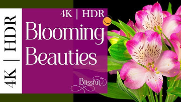 Blooming Beauties - 4K HDR | Timelapse | Mesmerizing Flower Showcase | Bursting Colors