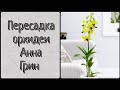 ОРХИДЕИ Пересадка Дендрофаленопсиса Анна Грин / Orchid transplant Anna Green
