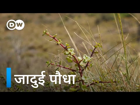 दिन-रात कार्बन सोखने वाला पौधा [South African carbon-trapping spekboom plant]