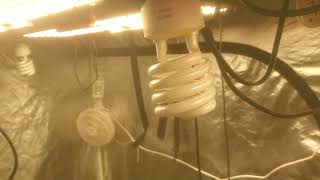Back at it new grow!