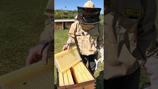 Flow Hive v reáli: Pridanie medníku 🐝