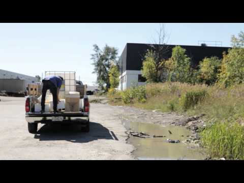 What's all the BUZZ about at Sierra Flower?