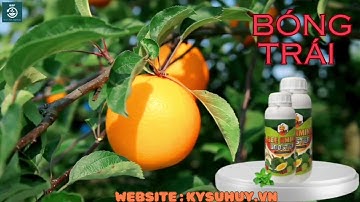 BEE AMINO BOOSTER – PHÂN BÓN LÁ RA RỄ, XANH LÁ, VỌT ĐỌT - 0776.400.038 #beeaminobooster