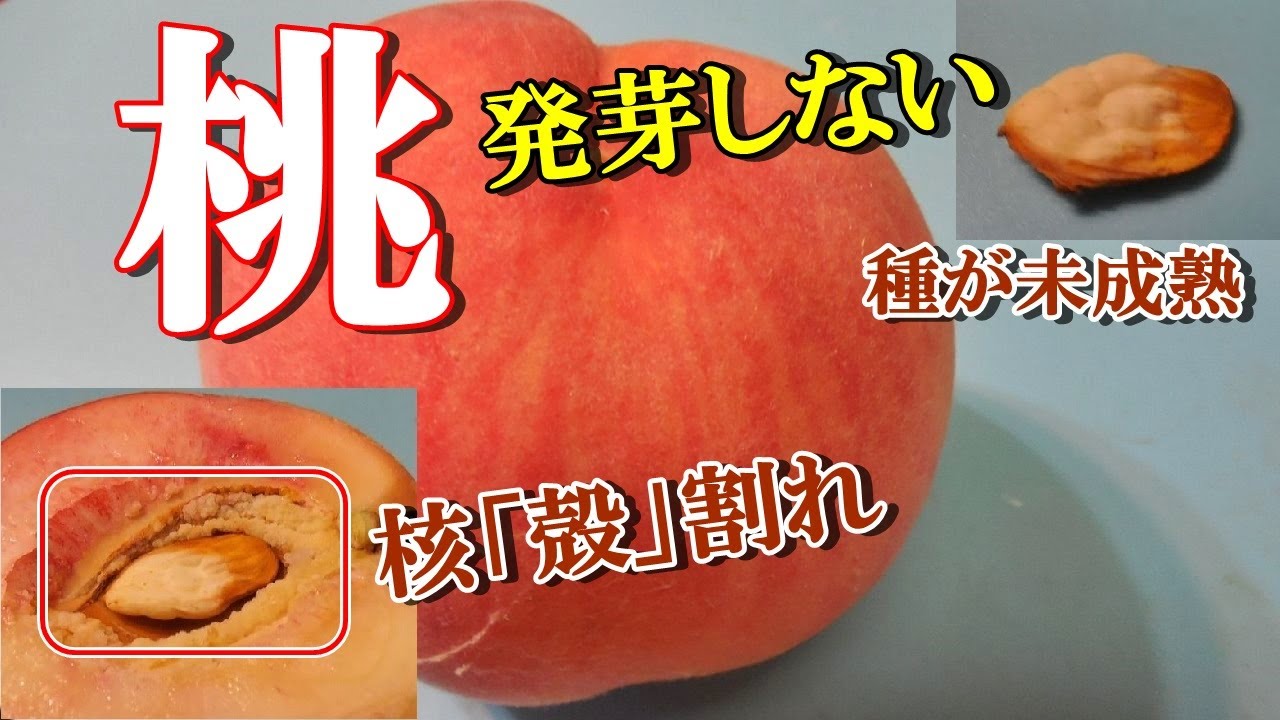 Cutting open a peach and finding a pit inside?] Pit splitting is