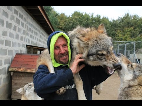 Videó: Hogyan Vadászik A Farkas