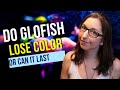 Do GloFish Lose Color? |  GloFish Care Guide Series Ep. 8 | GloFish Coloration