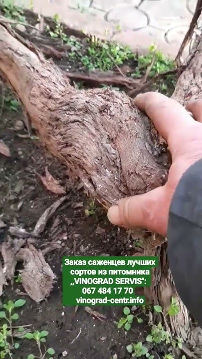 Привитый виноград до его обрезки на арке или перголе! - YouTube