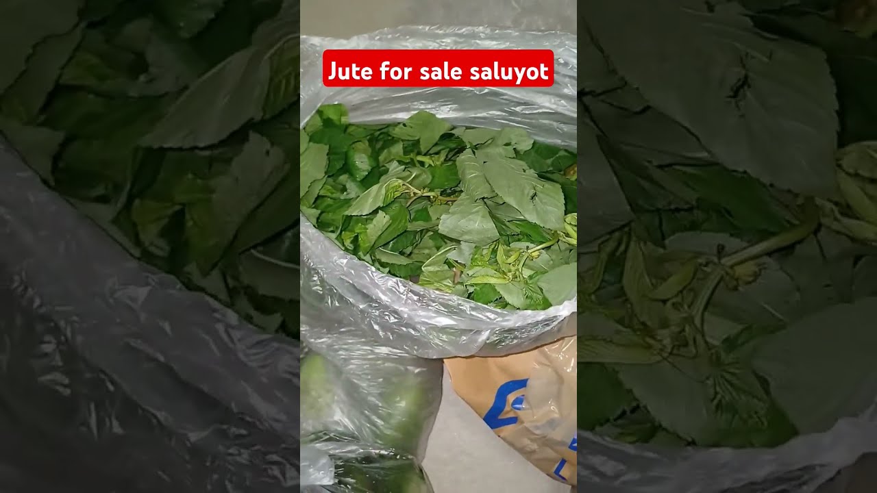 JUTE SALUYOT Subscriber Food Saluyot