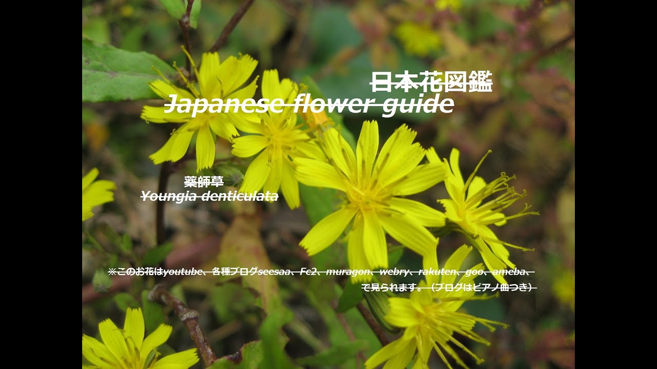 薬効の黄色い光 Yellow Light With Medicinal Properties 薬師草 やくしそう 季節の花 日本花図鑑 Japanese Flower Guide Youtube