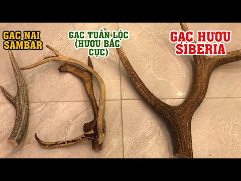 Video: Tại Sao Một Con Nai Lại Rụng Gạc?