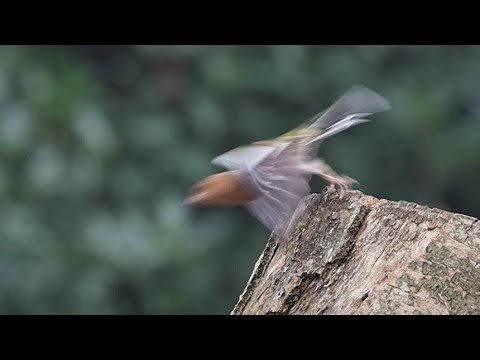 Male Chaffinch Flying Off a Tree Stump, County Laois, Ireland