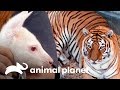 Os animais mais surpreendentes do Dr. Jeff | Veterinário das montanhas | Animal Planet Brasil