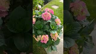 Гортензия Крупнолистная #Гортензия #Гортензии #Цветы #Дача #Flower #Garden