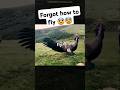 This Bird Forgot How to Fly After Being Caged for Years #Shorts #WildlifeFacts #BirdRescue