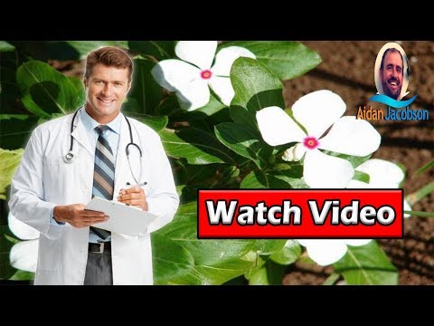 sadabahar-for-diabetes:-how-to-use-this-ayurverdic-wonder-to-manage-blood-sugar-levels