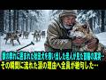 獣の群れから秋田犬を救った老人。保護した犬の首輪を見て号泣した理由…見捨てられた軍用犬が命を懸けた最後の恩返し