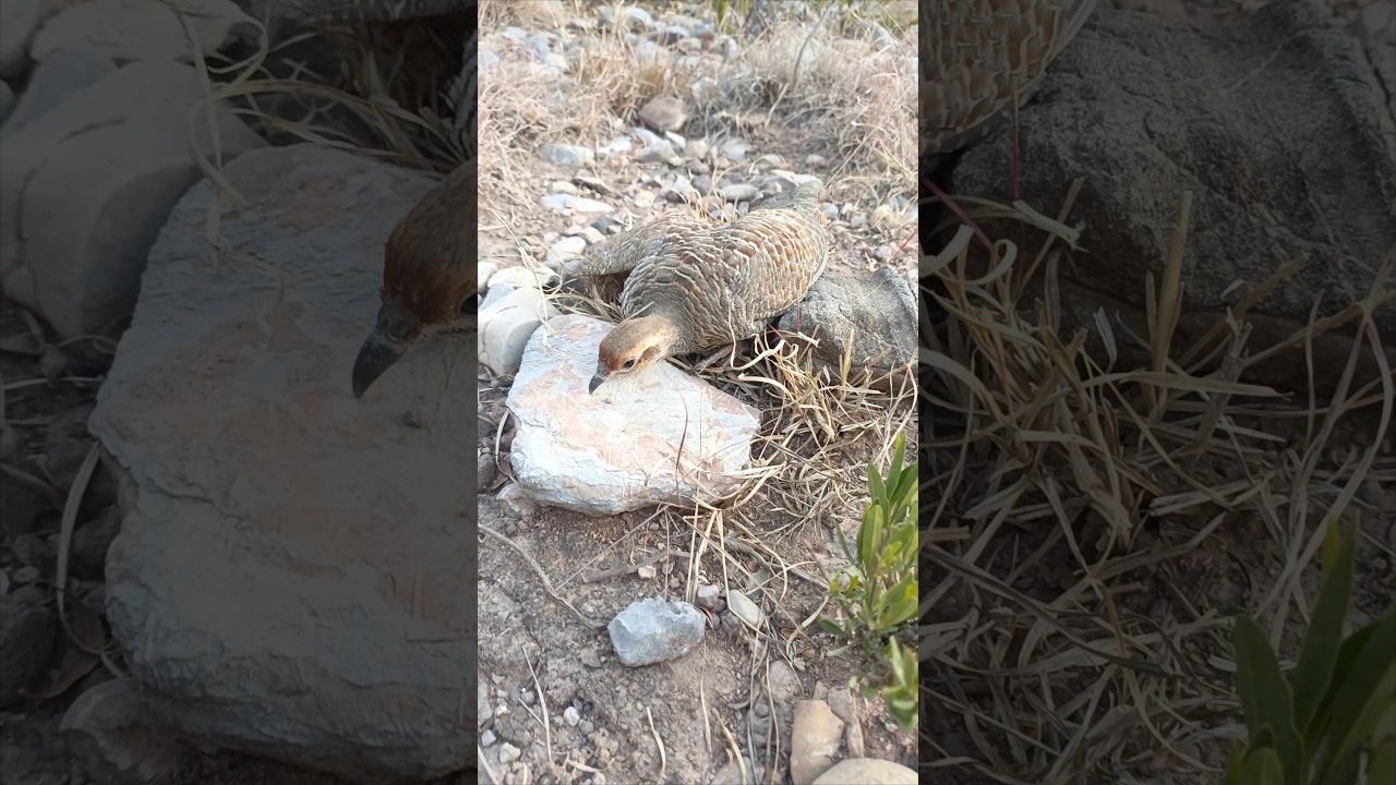 Jangali teetar hunting 