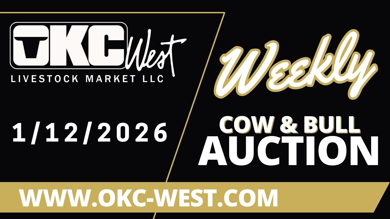 1/12/2026 - Cow & Bull Auction - OKC West
