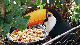 видео: Дубай | Новые открытия 2022 | Green planet - тропический лес посреди каменных джунглей картинка: Дубай | Новые открытия 2022 | Green planet - тропический лес посреди каменных джунглей