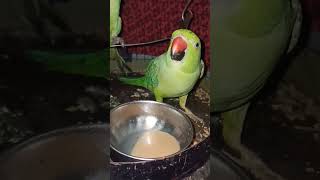 Chai piyege ham tho ☕☕ #parrot #talkingparrot #cutebird #trending