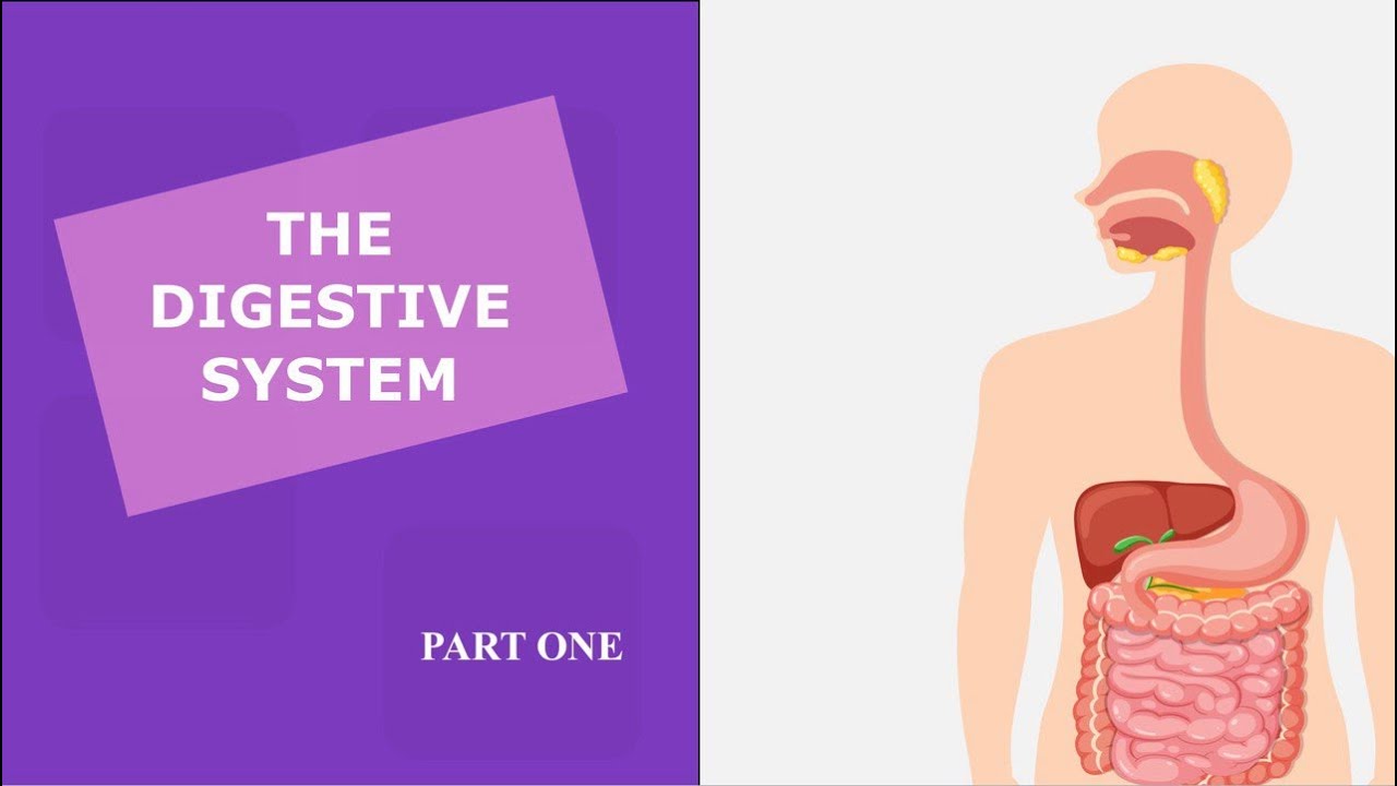 THE DIGESTIVE SYSTEM (PART I) - HISTOLOGY | الجهاز الهضمي (الجزء الاول) - انسجة