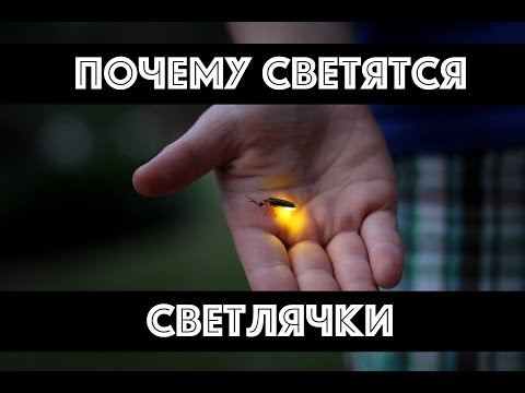 Почему светятся светлячки