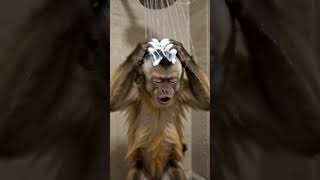Dramatic Singing Monkey Shower Meme