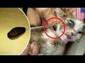 Cuterebra removal: vet surgically removes two huge fly larva from tiny kitten’s body - TomoNews