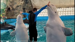Невероятное выступление морского котика, белые киты, дельфины. Дельфинарий (НЕМО).