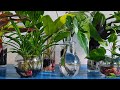 10 Amazing Indoor Plants That Grow Only In Water without much maintenance//GREEN PLANTS