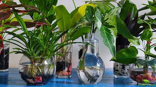 10 Amazing Indoor Plants That Grow Only In Water without much maintenance//GREEN PLANTS