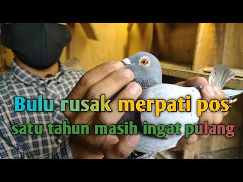 MERPATI POS PULANG KANDANG