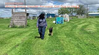 UKC Rally Exercise 325: Moving Stand, Hander Forward, Call Dog to Heel.