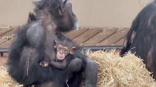 Baby chimpanzees with their Mother - Part 8
