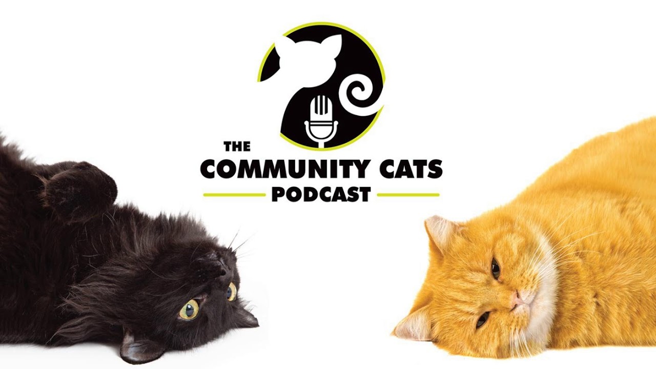 videos for cats Steve Lawrence, Director of “The Cat Rescuers”