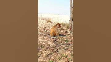 oh!monkey vs king cobra snake amazing video #shorts #shortsviral