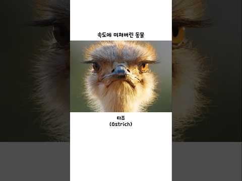 속도에 미쳐버린 <strong>동물</strong>