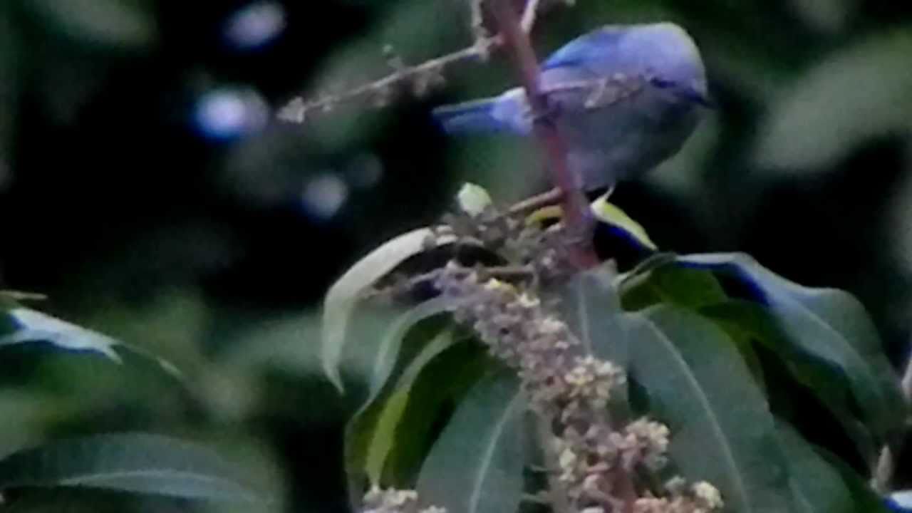Thraupis Episcopus ( Blue-gray Tanager o Azulejo de Jardín ) 