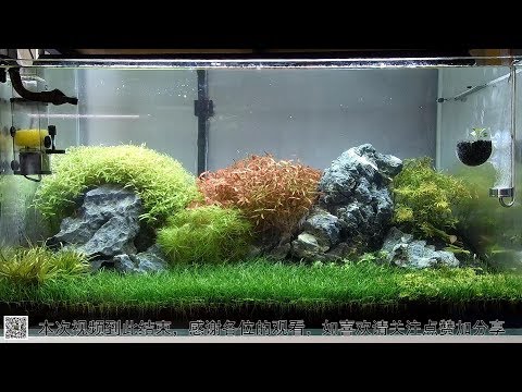 90公分以上水景- YouTube