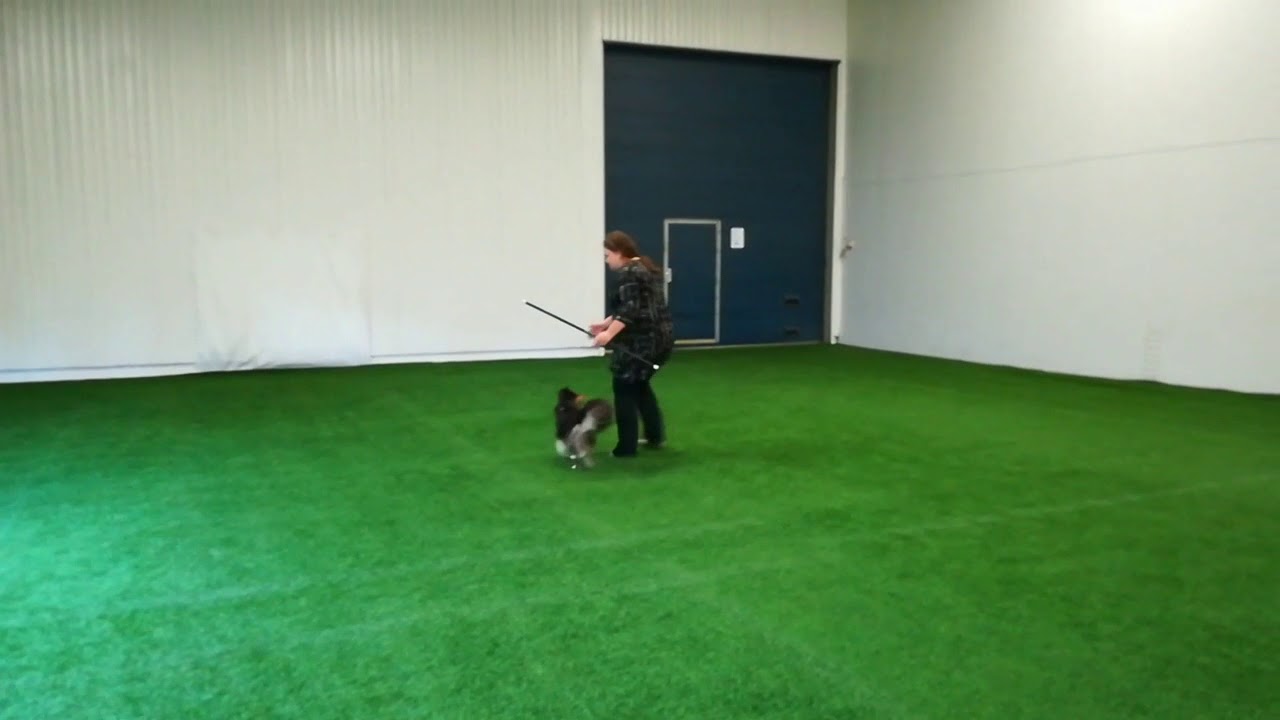 Dio koiratanssi alokasluokka