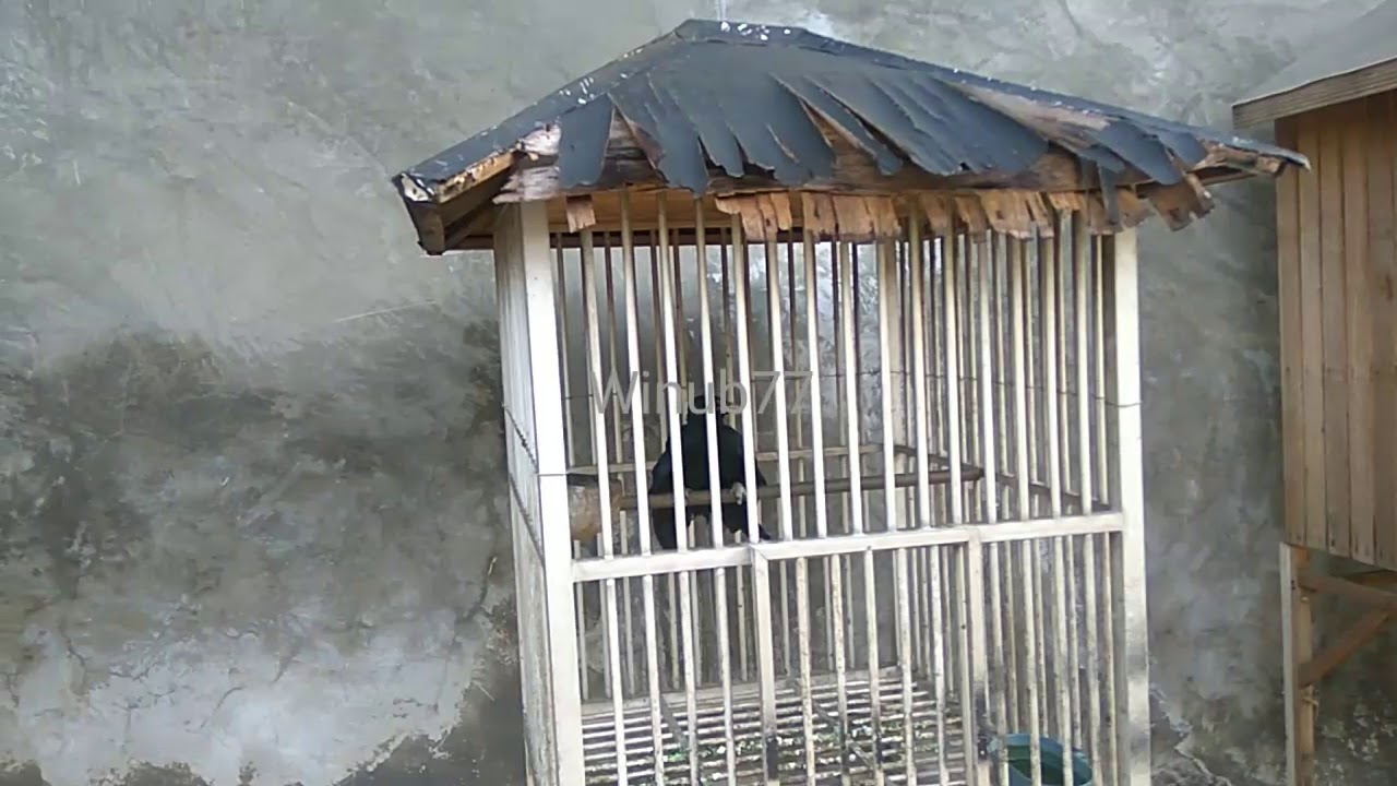 Suara Burung Tuwu Gacor Dan Jernih Kicauan Terbaik 2018 By Radar