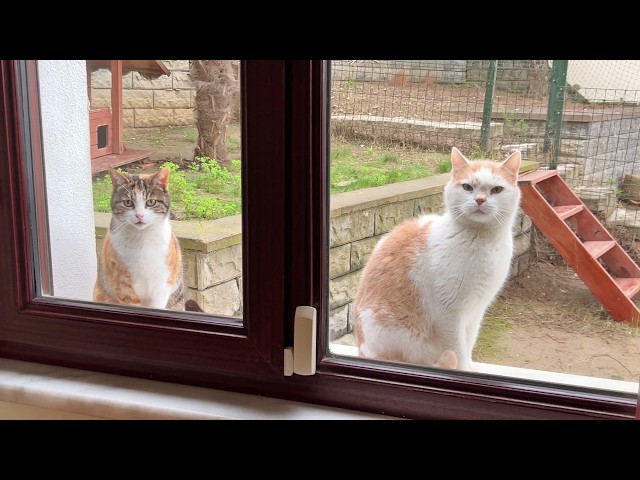 Cats Waiting to be Let in While Their Home Gets Cleaned