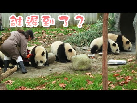 《熊貓早晚安》憨憨熊貓寶寶喝盆盆奶都能遲到 | iPanda熊貓頻道